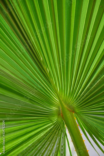 Abstract floral green background