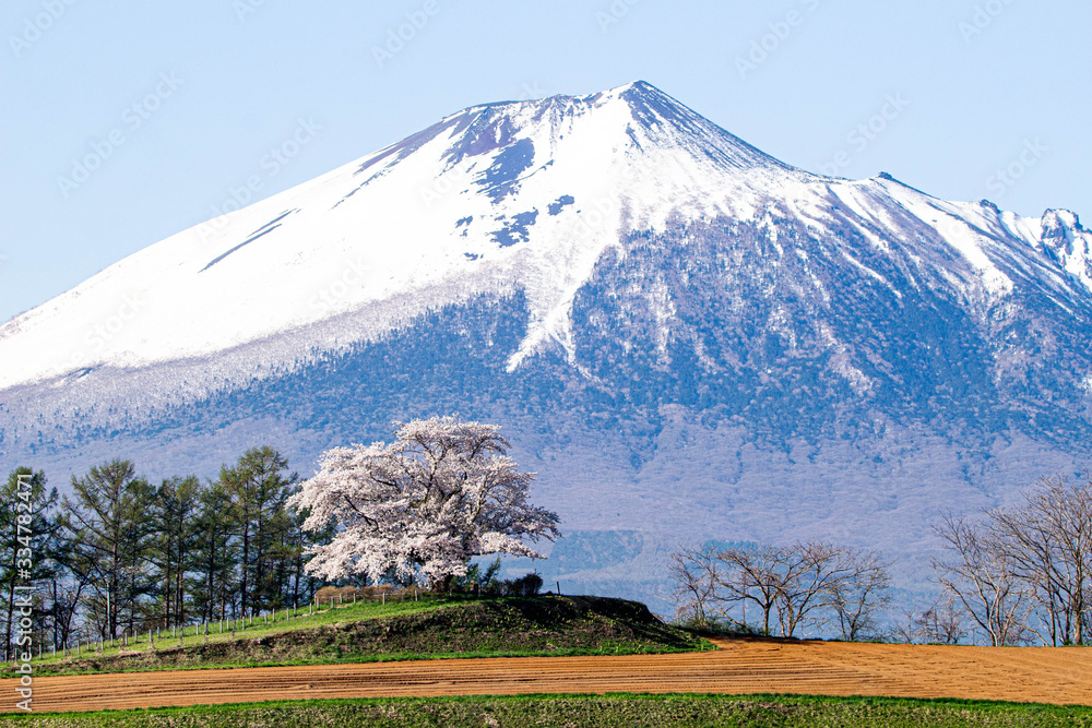 丘の上の一本桜