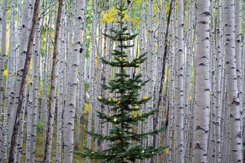 evergreen among aspens