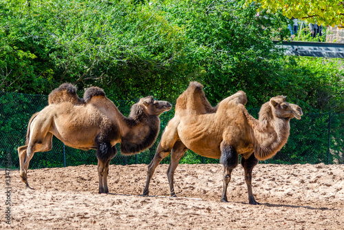Fotografie The Bactrian camel is a large, even-toed ungulate native to the steppes of Central Asia