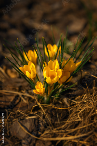 Bush of spring flowers. Yellow crocuses