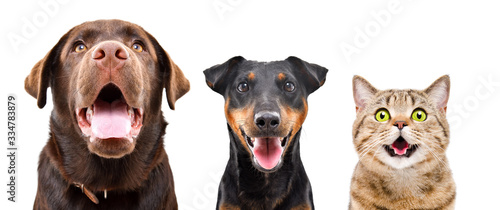 Portrait of two funny dogs and a cute cat, closeup, isolated on white background