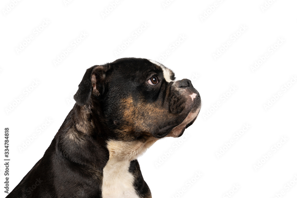Portrait of the head an Old English Bulldog standing isolated against a white background