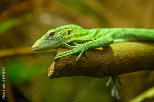 The emerald tree monitor, also known as the green tree monitor,  is a small to medium-sized arboreal monitor lizard from New Guinea.