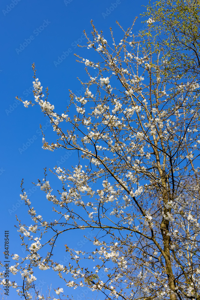 White tree blossom against a blue sky in springtime near Birch Grove in East Sussex