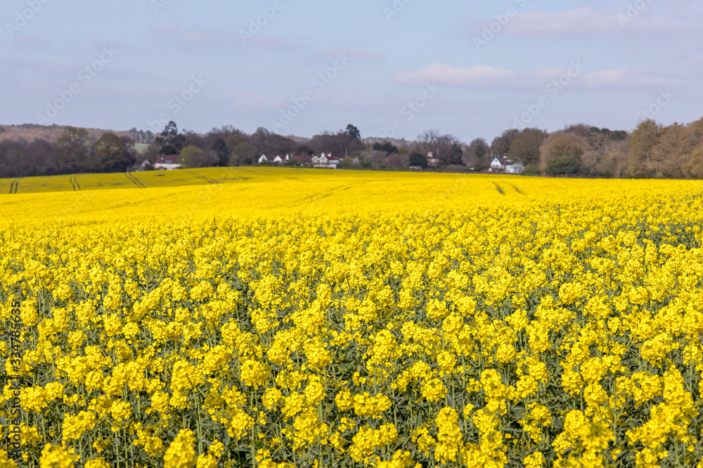 Rapeseed (Brassica napus) flowering in the East Sussex countryside near Birch Grove