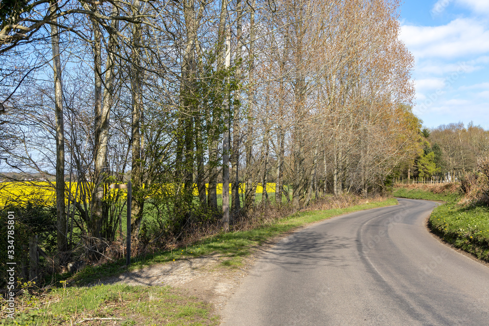 Rapeseed (Brassica napus) flowering adjacent to a road in the East Sussex countryside near Birch Grove Rapeseed (Brassica napus) flowering adjacent to a road in the East Sussex countryside near Birch Grove