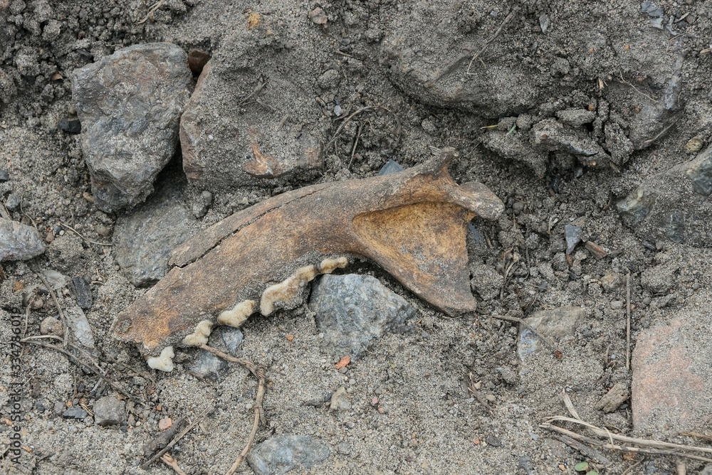 one old brown jaw of an animal with teeth lies on gray earth one old brown jaw of an animal with teeth lies on gray earth