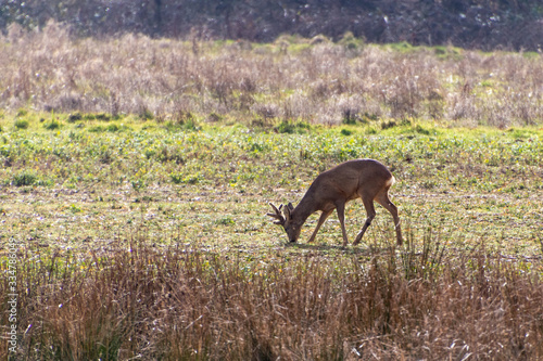 Red Deer (Cervus elaphus) in a field near East Grinstead