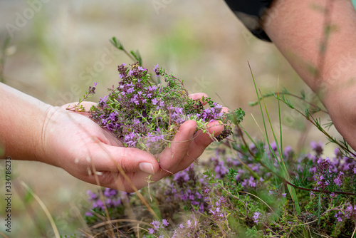 Collecting wild thyme flowers outdoors. Blooming thymus vulgaris pink plant flowers are used for tea and as a rural medicine. Female holding wild flowers in hand