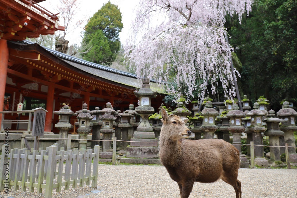 Naklejka premium 奈良公園 鹿と桜