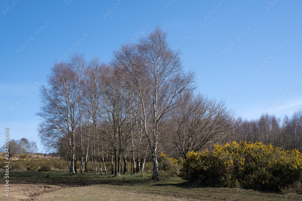 View of the Ashdown Forest in East Sussex on a sunny spring day View of the Ashdown Forest in East Sussex on a sunny spring day