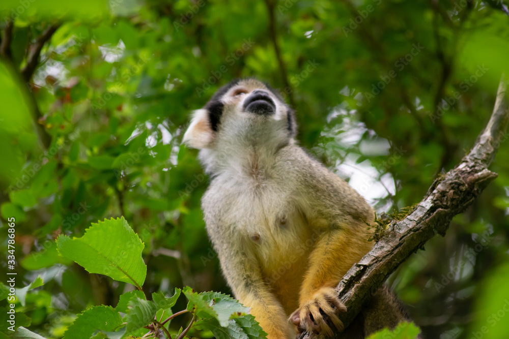 Obraz premium Common Squirrel Monkey Looking Up, Front.