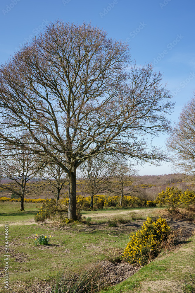 View of the Ashdown Forest in East Sussex on a sunny spring day View of the Ashdown Forest in East Sussex on a sunny spring day