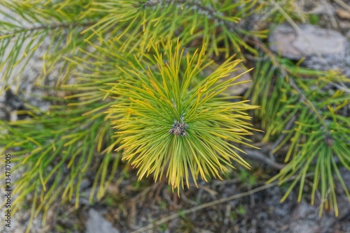 thin green yellow coniferous branch on a pine tree in nature on a summer day