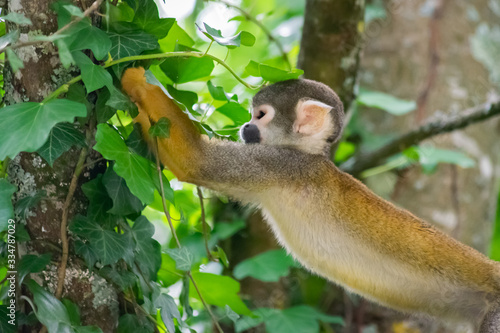 Common Squirrel Monkey Reaching For Food