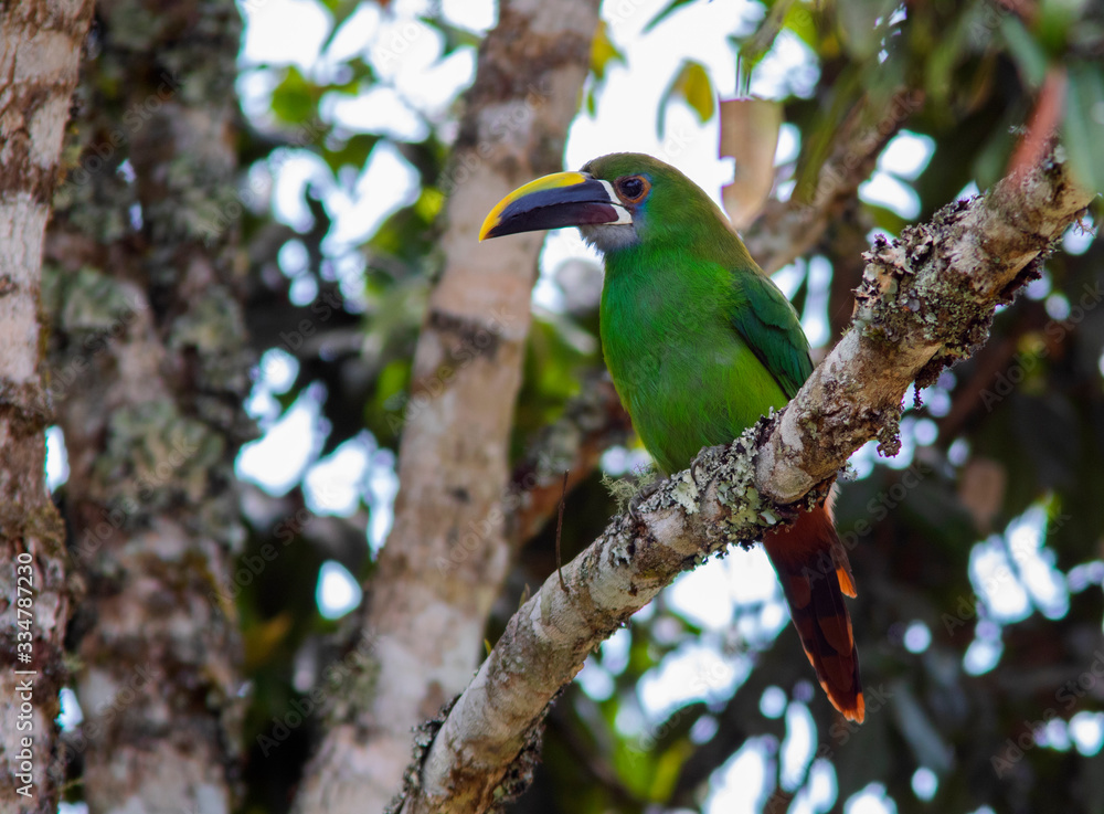 Fototapeta premium Emerald Toucanet (Aulacorhynchus prasinus) in middle of the forest