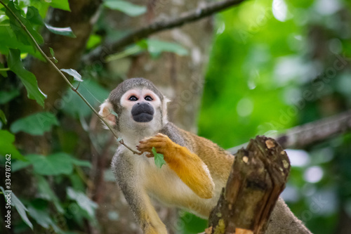 Common Squirrel Monkey Looks Up From Eating