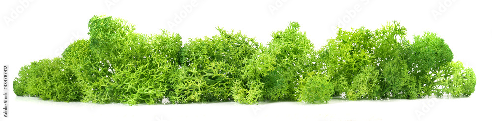Reindeer moss isoladet on white background Reindeer moss isoladet on white background