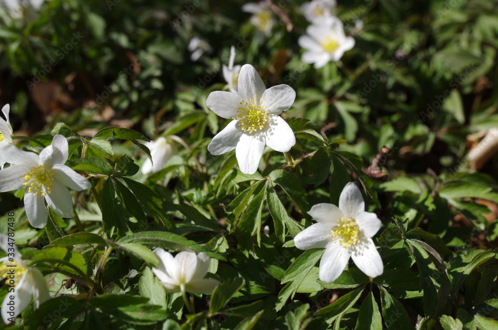 buschwindröschen anemone nemorosa buschwindröschen anemone nemorosa