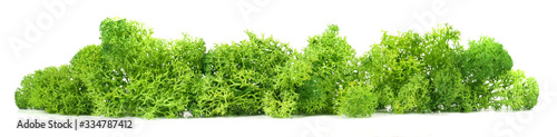 Canvas Print Reindeer moss isoladet on white background