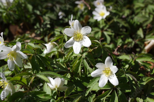 buschwindröschen anemone nemorosa