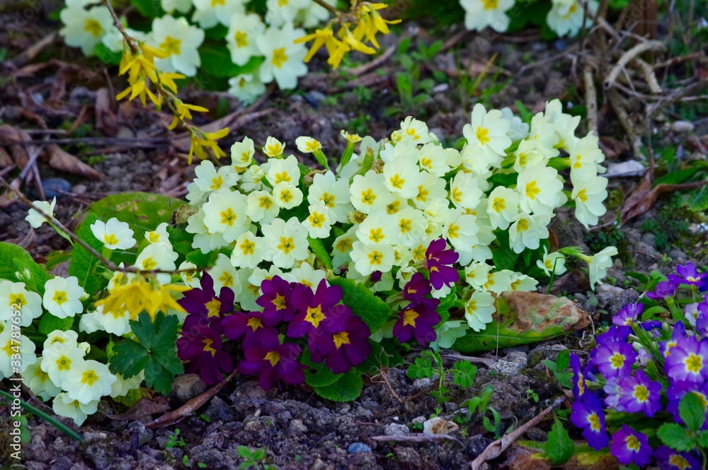 Obraz premium Primeln