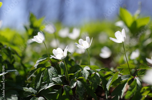 buschwindröschen anemone nemorosa