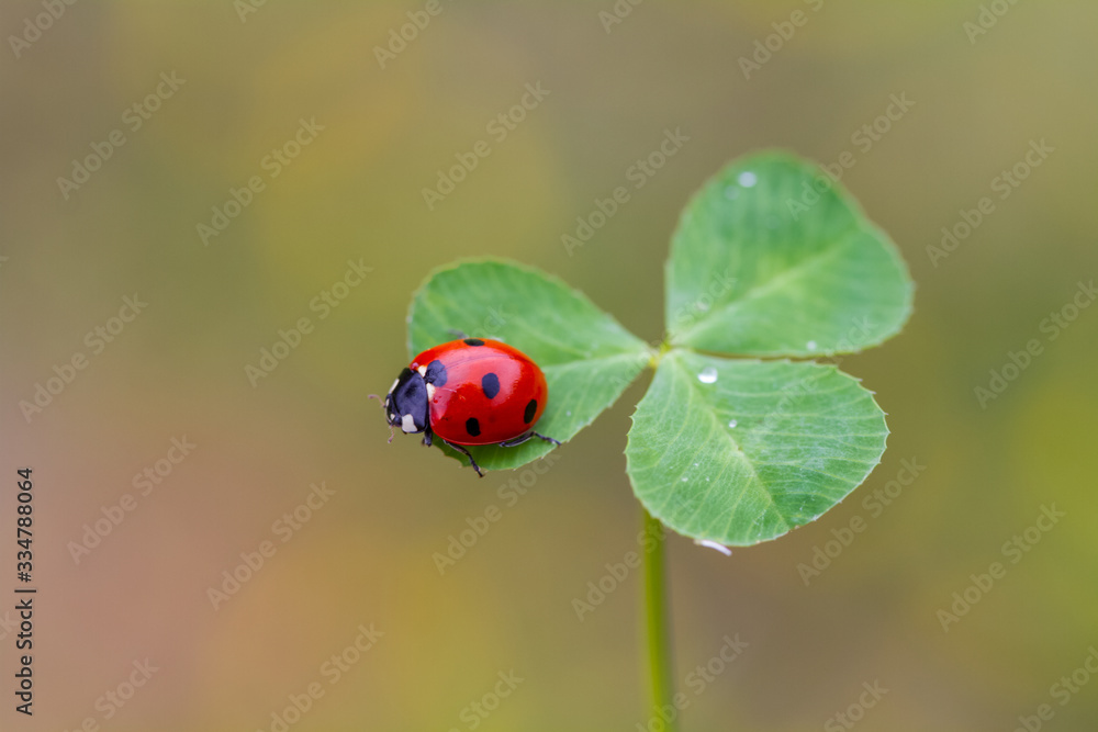 ladybug on four leaf clover