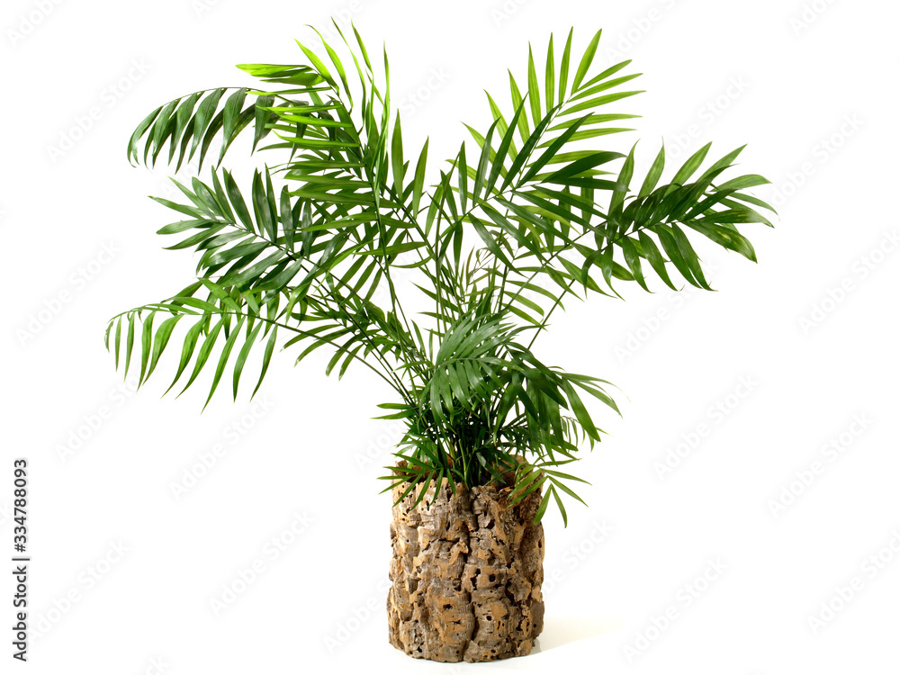 House Palm in a Cork Flower Pot isoladet on white background House Palm in a Cork Flower Pot isoladet on white background