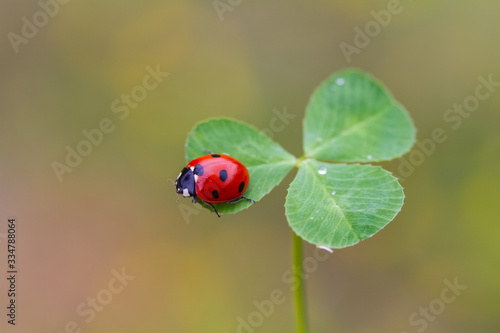 ladybug on four leaf clover