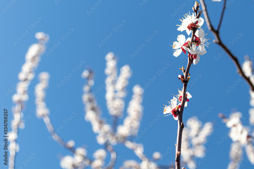 Beautiful floral concept of spring, nature. Branches of a blossoming apricot macro with soft focus on a background of a gentle blue sky. Nature wakes up. For easter and spring cards. Beautiful floral concept of spring, nature. Branches of a blossoming apricot macro with soft focus on a background of a gentle blue sky. Nature wakes up. For easter and spring cards.