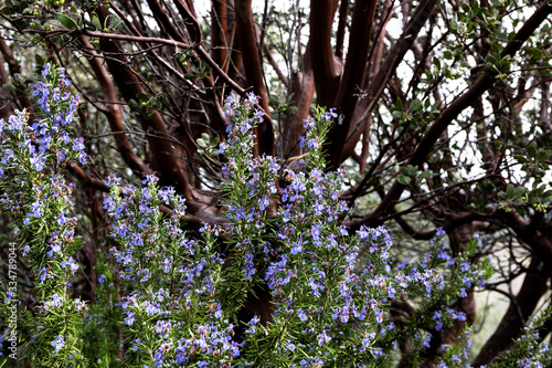 bright purple blue rosemary culinary and medicinal herb growing oustide, good springtime polinator for bees, manzinita tree in background photo