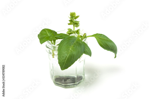 Closeup of basil leaves in a glass pot on white background