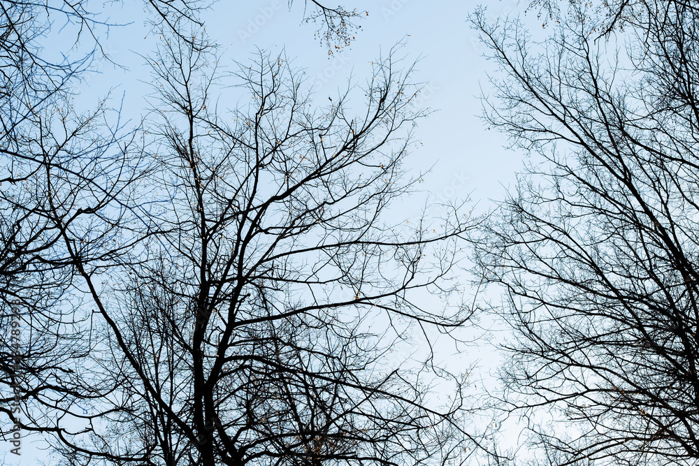 Obraz premium Spring and autumn leafless trees on a blue sky background. Seasonal dramatic concept. Structure and texture abstract shot. Look up beautiful view.