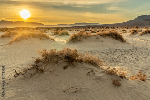 Arrowweed plants cling to patches of sand trying to preserve moister at the arid, lowest place in North America #1, Death Valley National Park, California photo