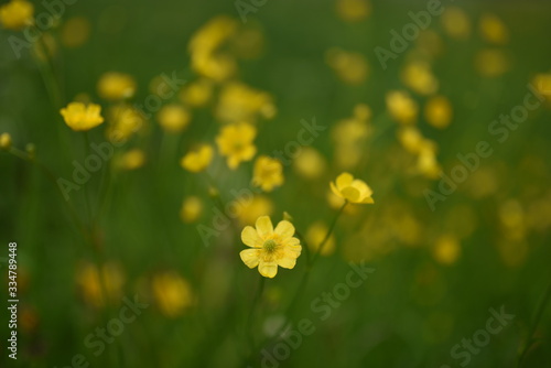 fiori gialli macro natura 