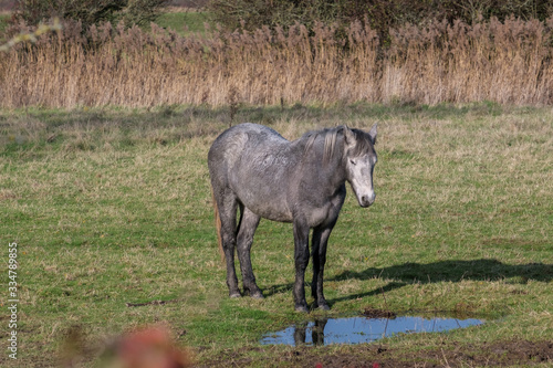 Horse standing by a pool of water at Southease in East Sussex © philipbird123