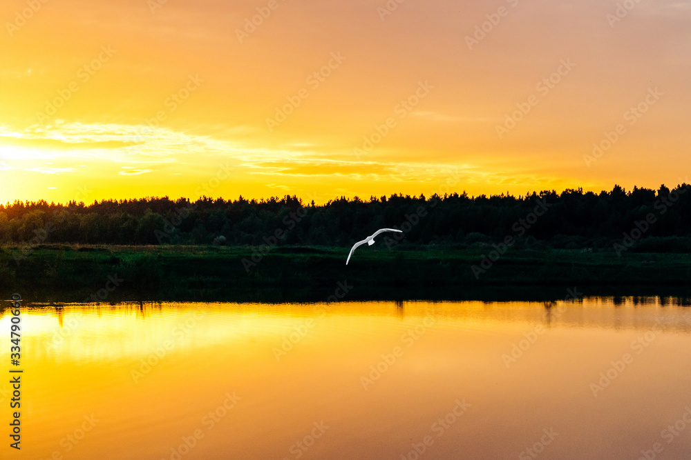 Bird flies in the sky at sunset