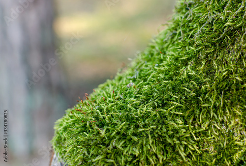 Green moss on a tree in the woods. Photo has a shallow depth-of-fields. macro close view on lush lichen natural surface.
