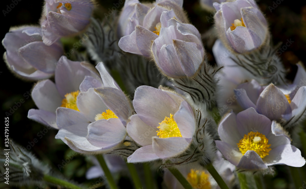 Obraz premium Protected and rare flower Pulsatilla patens and its hybrids with pulsatilla vernalis blooming in certain area of southern Finlands forest in early spring