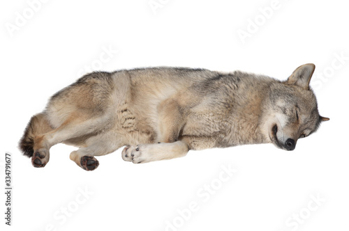 Sleeping wolf isolated on a white background.