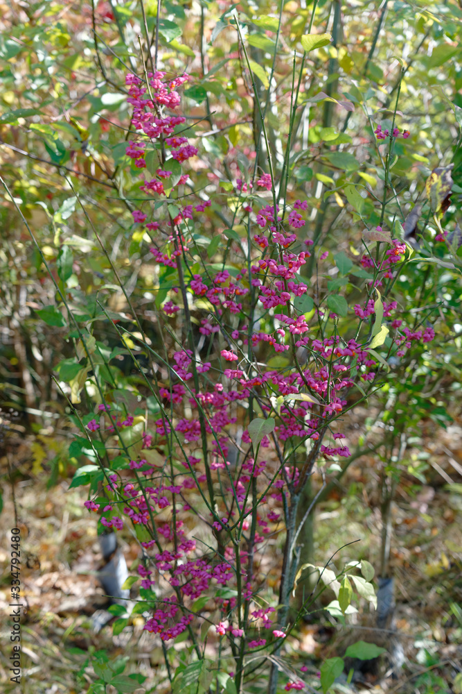 Spindle (Euonymus europaea) tree flowering in a plantation in Lindfield Spindle (Euonymus europaea) tree flowering in a plantation in Lindfield