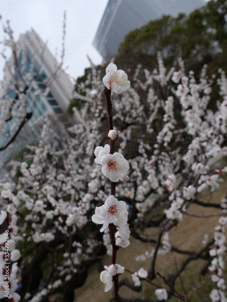 Cherry Tree Tokyo