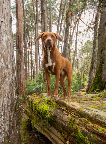 a brown dog in the middle of the forest