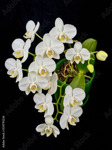 Blooming phalaenopsis orchid is white with dense leaves in a pot.