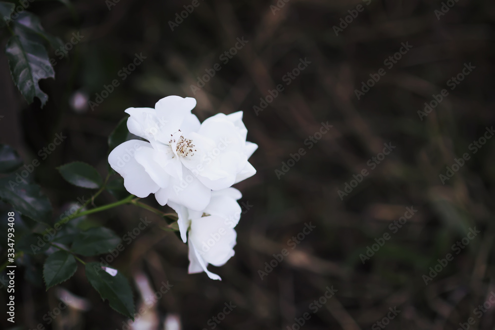 Obraz premium Beautiful white rose flowers blooming in summer garden,