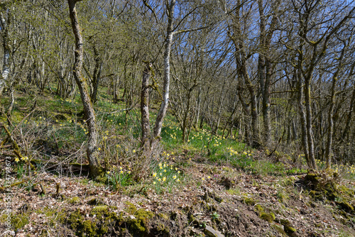 blooming wild daffodils in the forest of Lellingen in Luxembourg photo