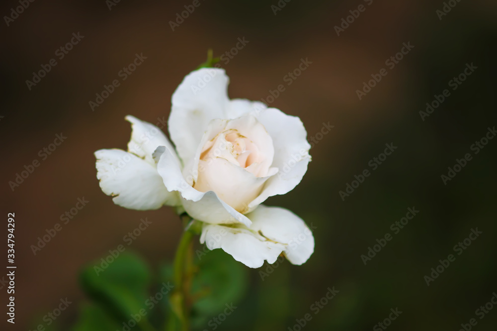 Beautiful white rose flower blooming in summer garden, Beautiful white rose flower blooming in summer garden,
