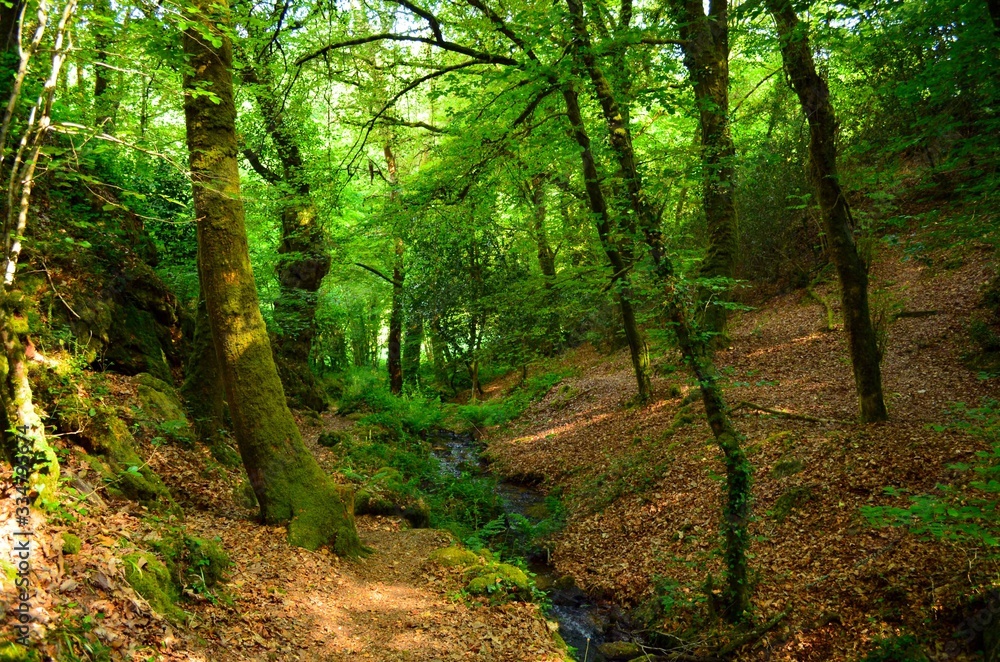sous bois sous bois